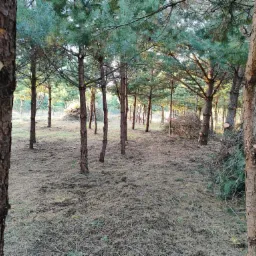 Świerkowy zagajnik po usunięciu dolnych gałęzi, z widocznymi stertami gałęzi i ściółką z igliwia na ziemi.