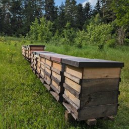 Pasieka w lesie jodłowym