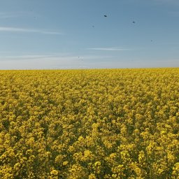 Jedno z naszych pól rzepaku