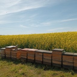 Pszczelarz Ostrowski - Rząd uli na skraju pola rzepaku w słoneczny dzień, z rojem pszczół w powietrzu i dymarką na jednym z uli.