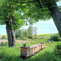 Pszczelarz Ostrowski - Ule ustawione w rzędzie na łące, widok zza drzew w kierunku żółtego pola rzepaku w oddali, pszczelarski podkurzacz na jednym z uli.