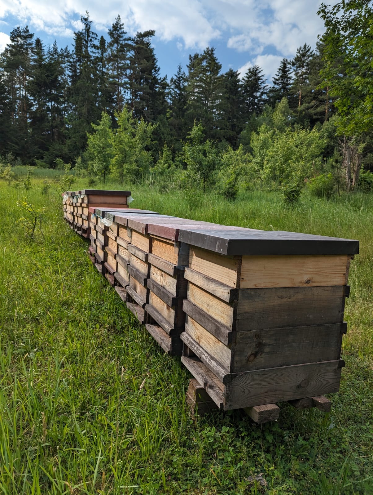 Pasieka w lesie jodłowym