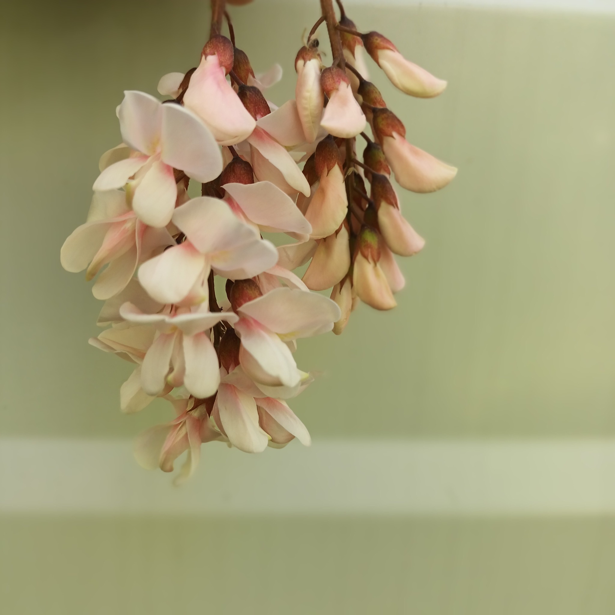 Kwiatostan akacji o delikatnych, kremowo-różowych kwiatach, zwisający na tle gładkiej, zielonej powierzchni.