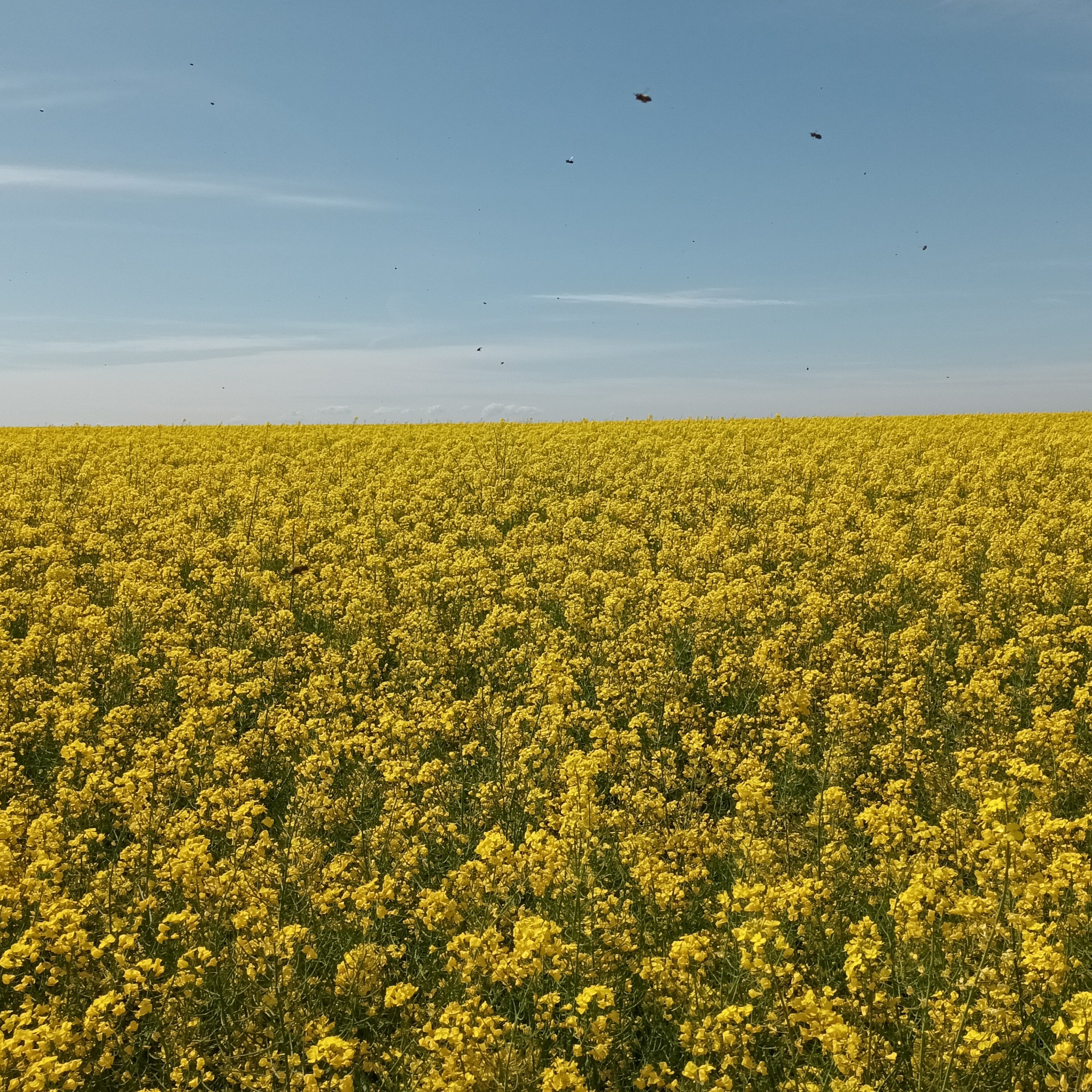 Jedno z naszych pól rzepaku