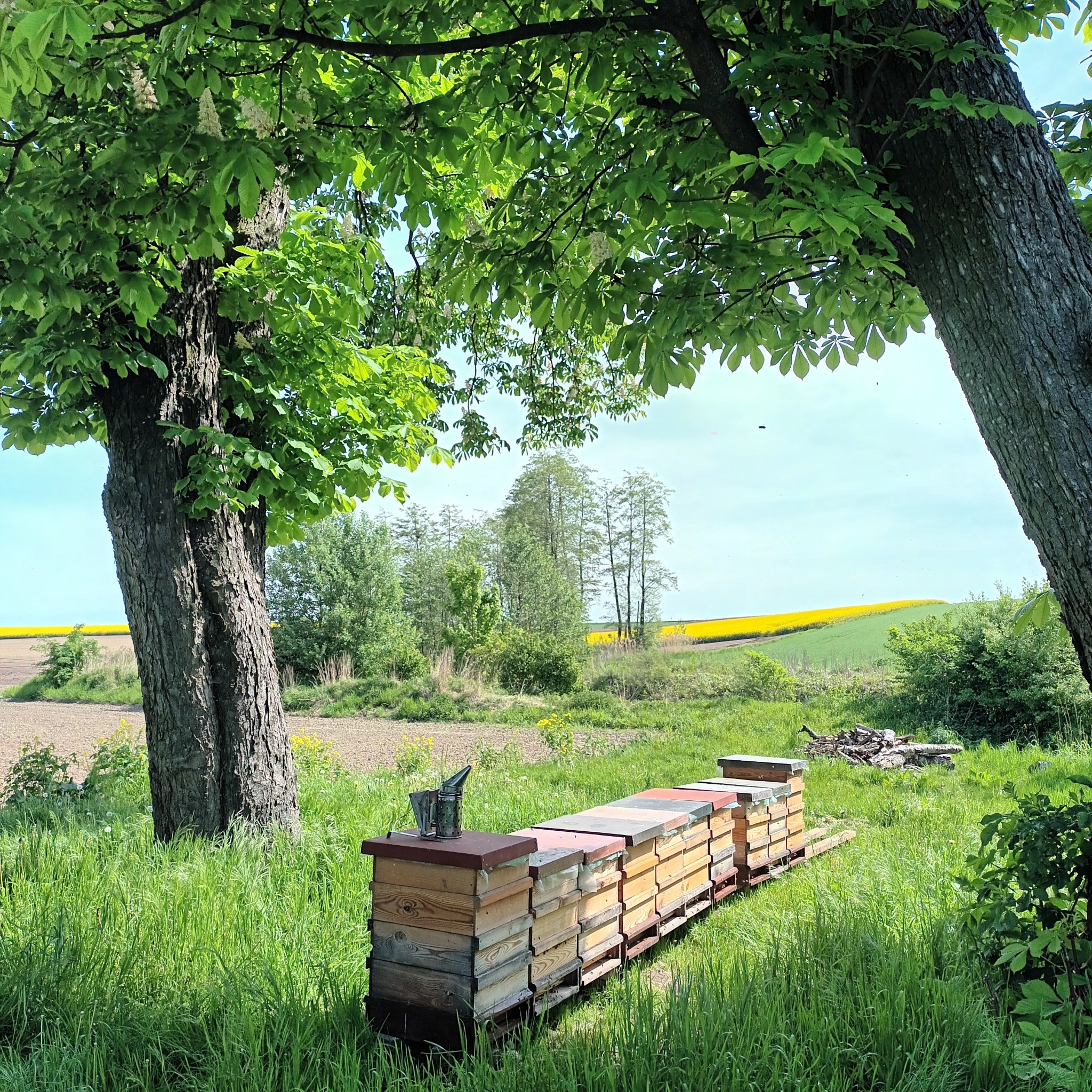 Ule ustawione w rzędzie na łące, widok zza drzew w kierunku żółtego pola rzepaku w oddali, pszczelarski podkurzacz na jednym z uli.