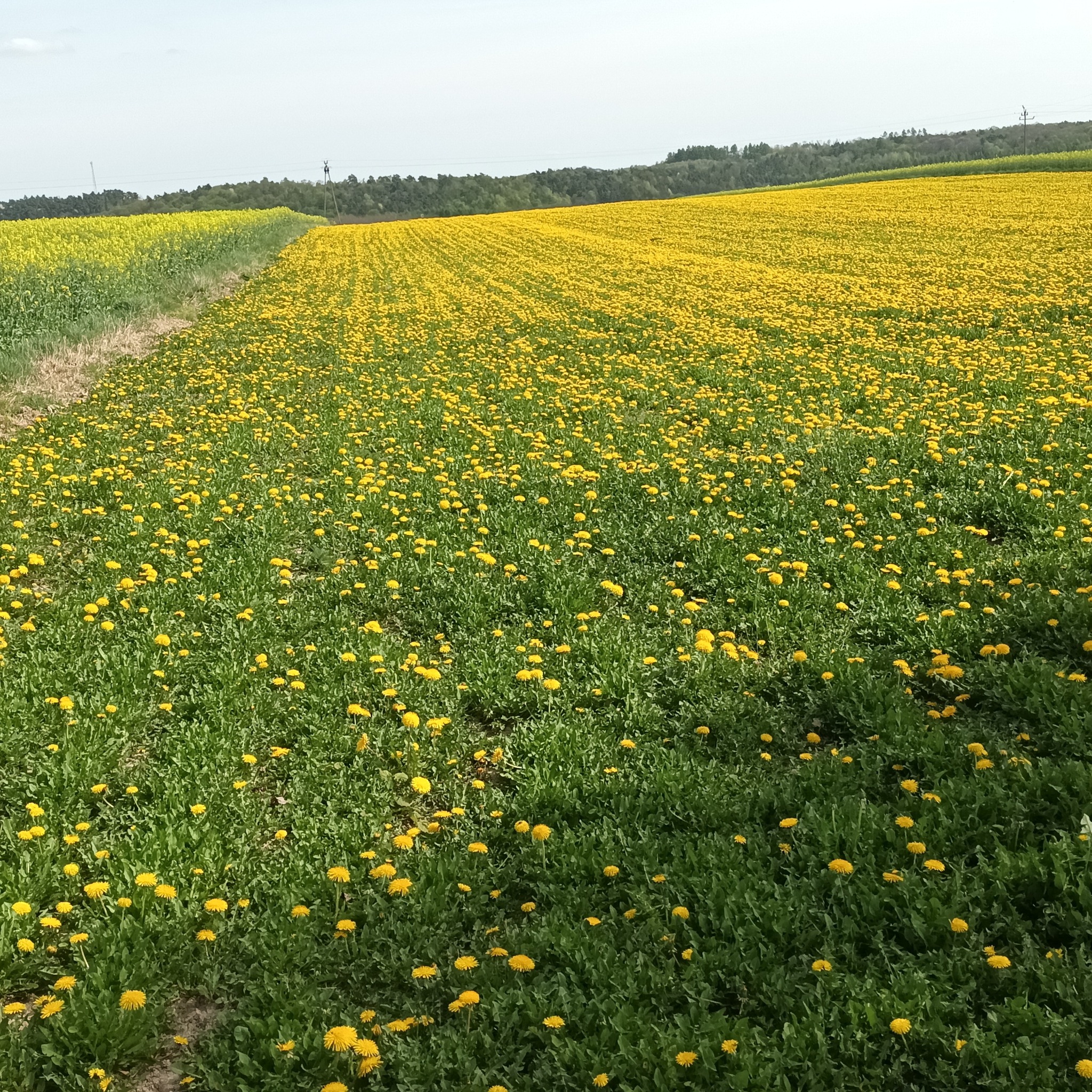 Rozległe pole kwitnących mniszków lekarskich w słoneczny dzień, widoczne drzewa w oddali.