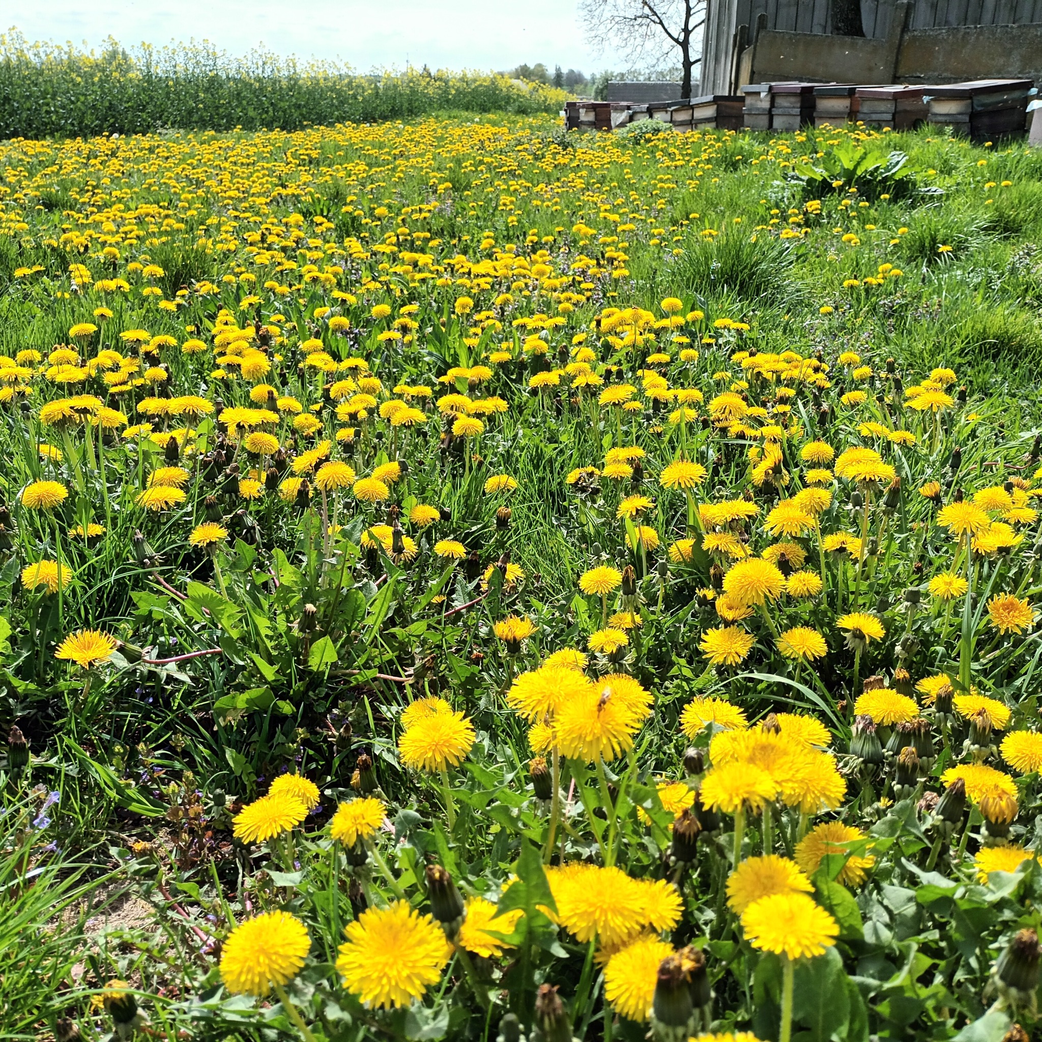 Pszczoly na mniszka lekarskim