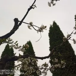 Widok z dołu na kwitnącą gałąź drzewa na tle wysokich, smukłych cyprysów i pochmurnego nieba.