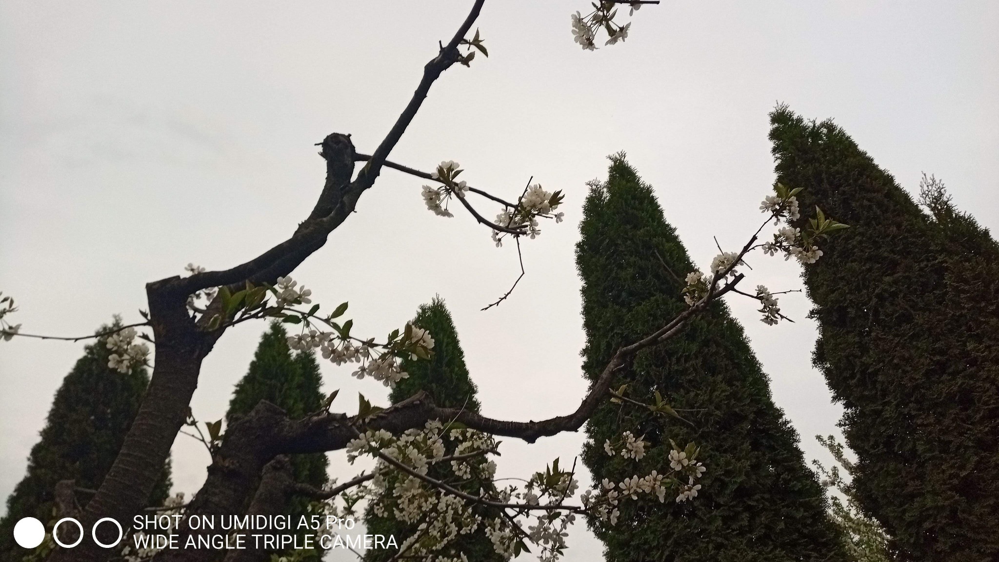 Widok z dołu na kwitnącą gałąź drzewa na tle wysokich, smukłych cyprysów i pochmurnego nieba.