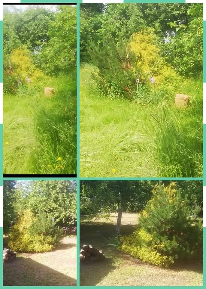 Kompozycja czterech ujęć ogrodu: wysoka trawa z polnymi kwiatami, młode drzewka iglaste z żółtymi przyrostami oraz stos drewna pod drzewem.