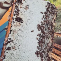 Plaster z białym woskiem, częściowo wypełniony i obsiadany przez pszczoły, widoczny fragment ula w tle.