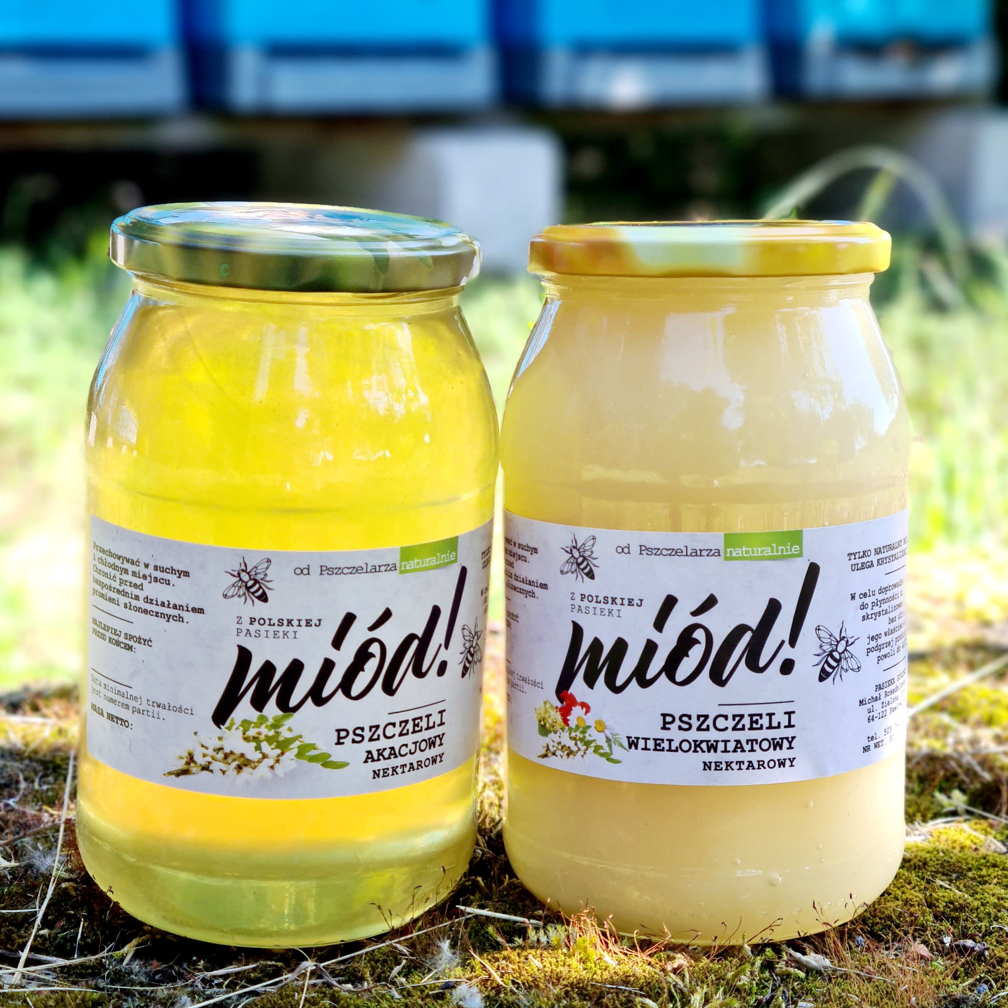Dwa słoiki z etykietami 'Z Polskiej Pasieki', pierwszy z miodem akacjowym o jasnej, przezroczystej barwie, drugi z miodem wielokwiatowym o kremowej, gęstej konsystencji, ustawione na mchu z ulami...