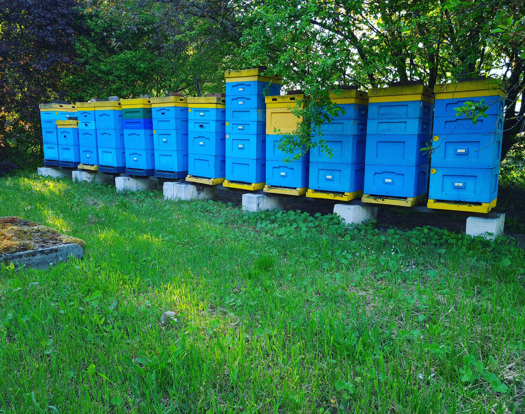 Rząd niebieskich uli z żółtymi daszkami, ustawionych na betonowych podstawach na trawiastym terenie z drzewami w tle.