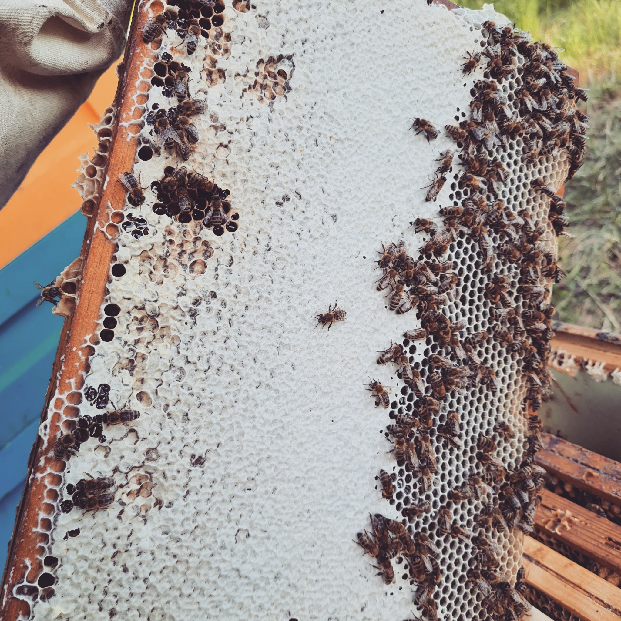 Plaster z białym woskiem, częściowo wypełniony i obsiadany przez pszczoły, widoczny fragment ula w tle.