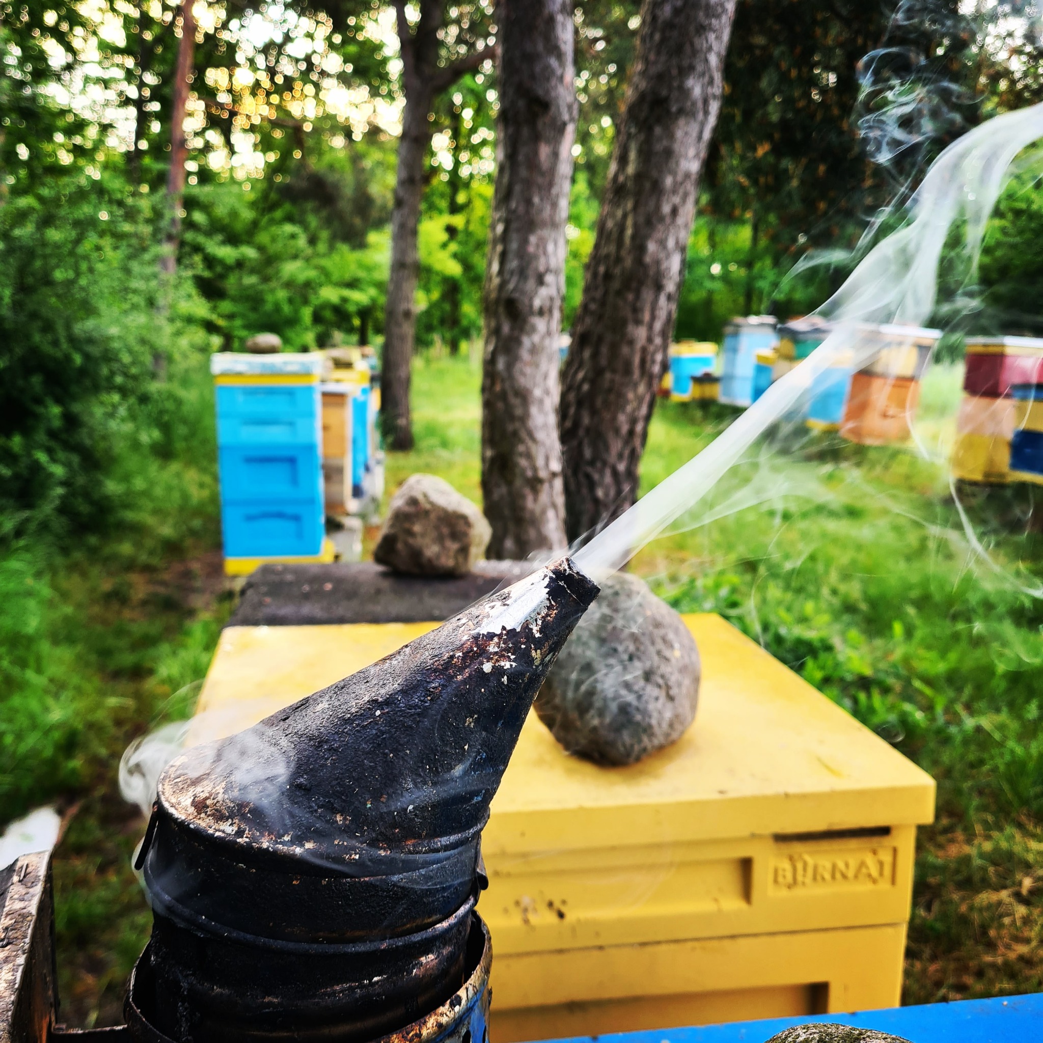 Dym wydobywający się z dymarki pszczelarskiej na tle uli w pasiece, w tle drzewa i zieleń.