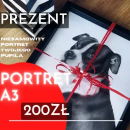 Ręcznie rysowany portret psa rasy American Staffordshire Terrier w czarnej ramce, przewiązany czerwoną wstążką, obok prezentu w czarno-białym pudełku.