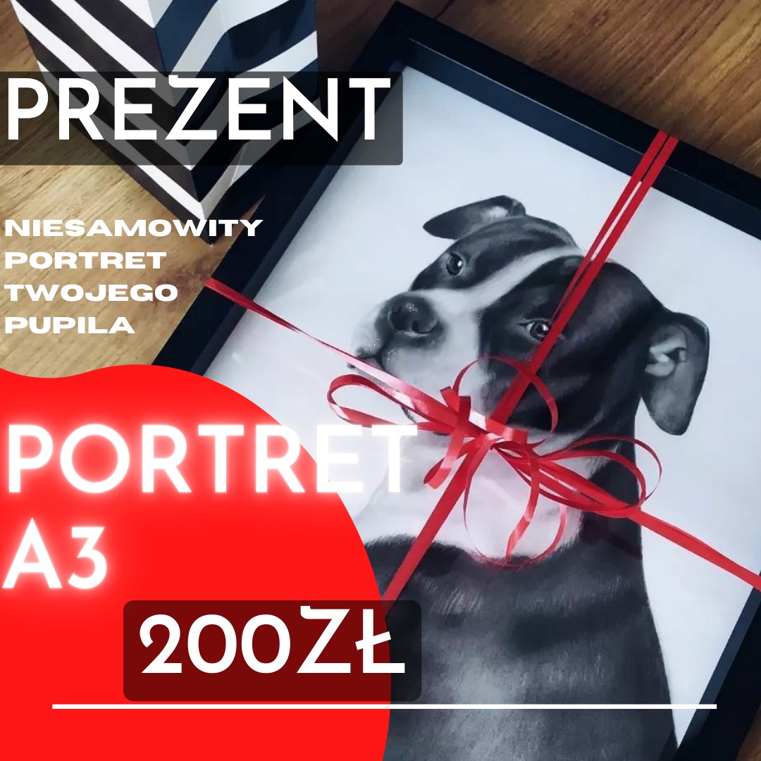 Ręcznie rysowany portret psa rasy American Staffordshire Terrier w czarnej ramce, przewiązany czerwoną wstążką, obok prezentu w czarno-białym pudełku.