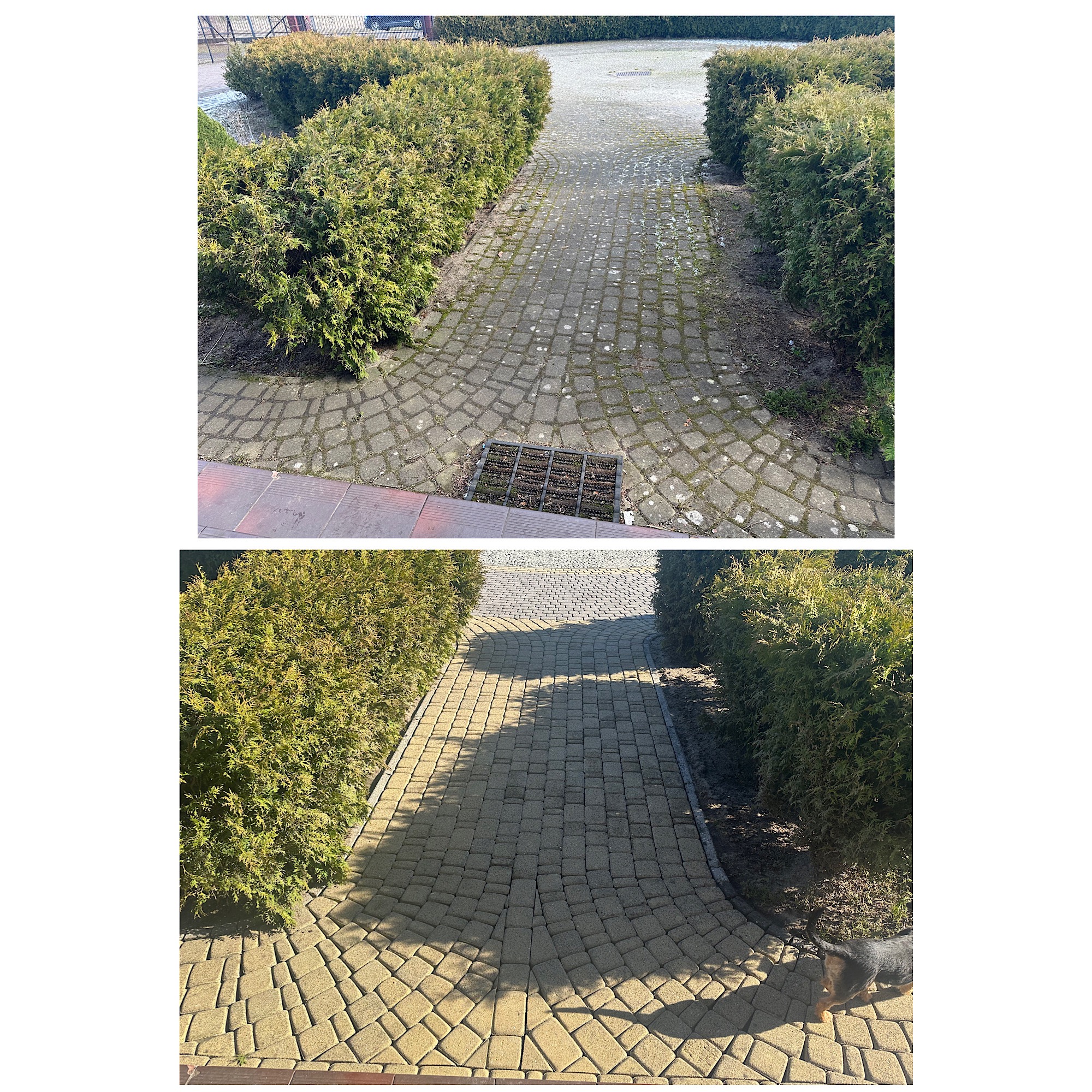 Porównanie stanu kostki brukowej przed i po czyszczeniu, widoczne różnice w kolorze i usunięciu zabrudzeń, z tujami po bokach i fragmentem psa w dolnej części.