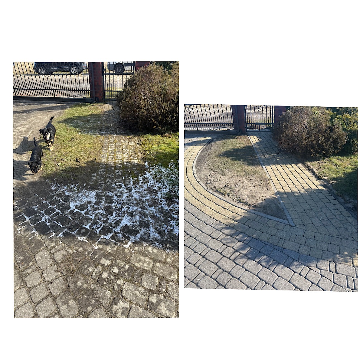 Porównanie kostki brukowej przed i po czyszczeniu: po lewej stronie zabrudzona z resztkami śniegu, po prawej czysta, jasna kostka prowadząca do bramy. Dwa małe psy biegają po trawniku.