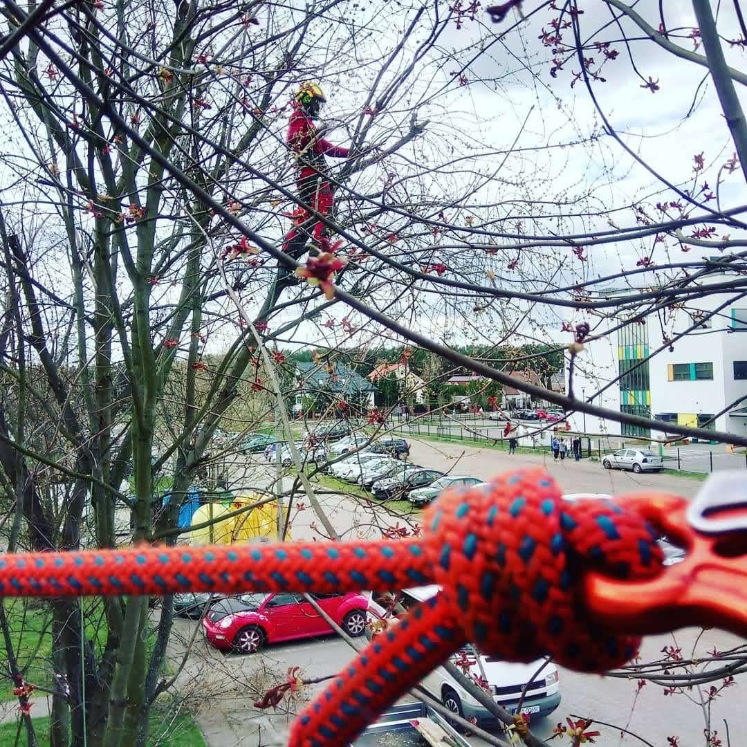 Arborysta w czerwonym kombinezonie, z żółtym kaskiem, zabezpieczony liną, przycina gałęzie drzewa na tle parkingu i budynków, widok z dołu przez linę zabezpieczającą.
