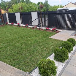 MK Usługi ogrodnicze Mariusz Koćmik - Zadbany trawnik z równo przyciętą trawą, obok ścieżka z kostki brukowej, kuliste krzewy na białym żwirku, w tle czarno-szare ogrodzenie i posadzone młode drzewka z czerwonymi kwiatami.