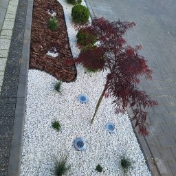 MK Usługi ogrodnicze Mariusz Koćmik - Ogród z czerwonym klonem palmowym, białymi kamykami, korą i podświetleniem LED. Dekoracyjny układ roślin i kamieni wzdłuż ścieżki.