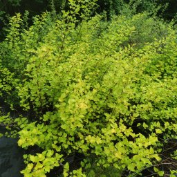 Rośliny i podłoża Zakręt 1