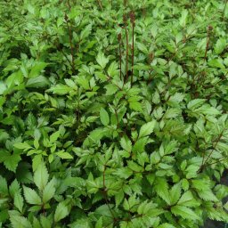 Rośliny i podłoża Zakręt 2