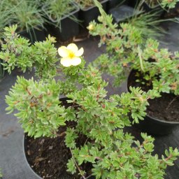 Rośliny i podłoża Zakręt 3