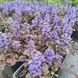 Rośliny i podłoża Zakręt 4