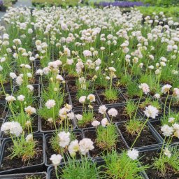 Pan Ogrodnik. Szkółka roślin, drzew i krzewów ozdobnych. - Rząd doniczek z kwitnącymi białymi goździkami morskimi, widok z góry na szkółkę roślin, z rozmazanym tłem zieleni.