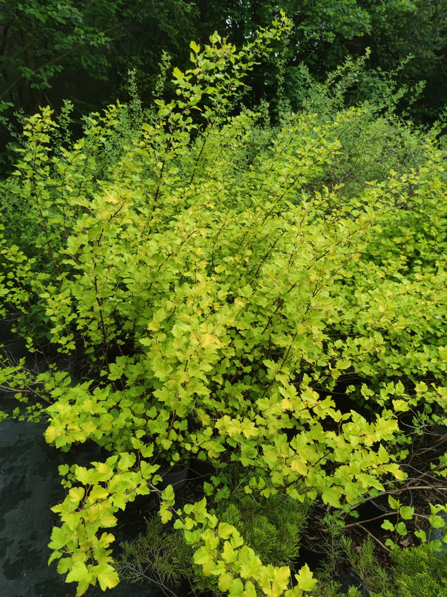 Gęsty krzew z jasnozielonymi liśćmi i ciemnymi gałązkami, częściowo zakryty czarną tkaniną, na tle innych krzewów.