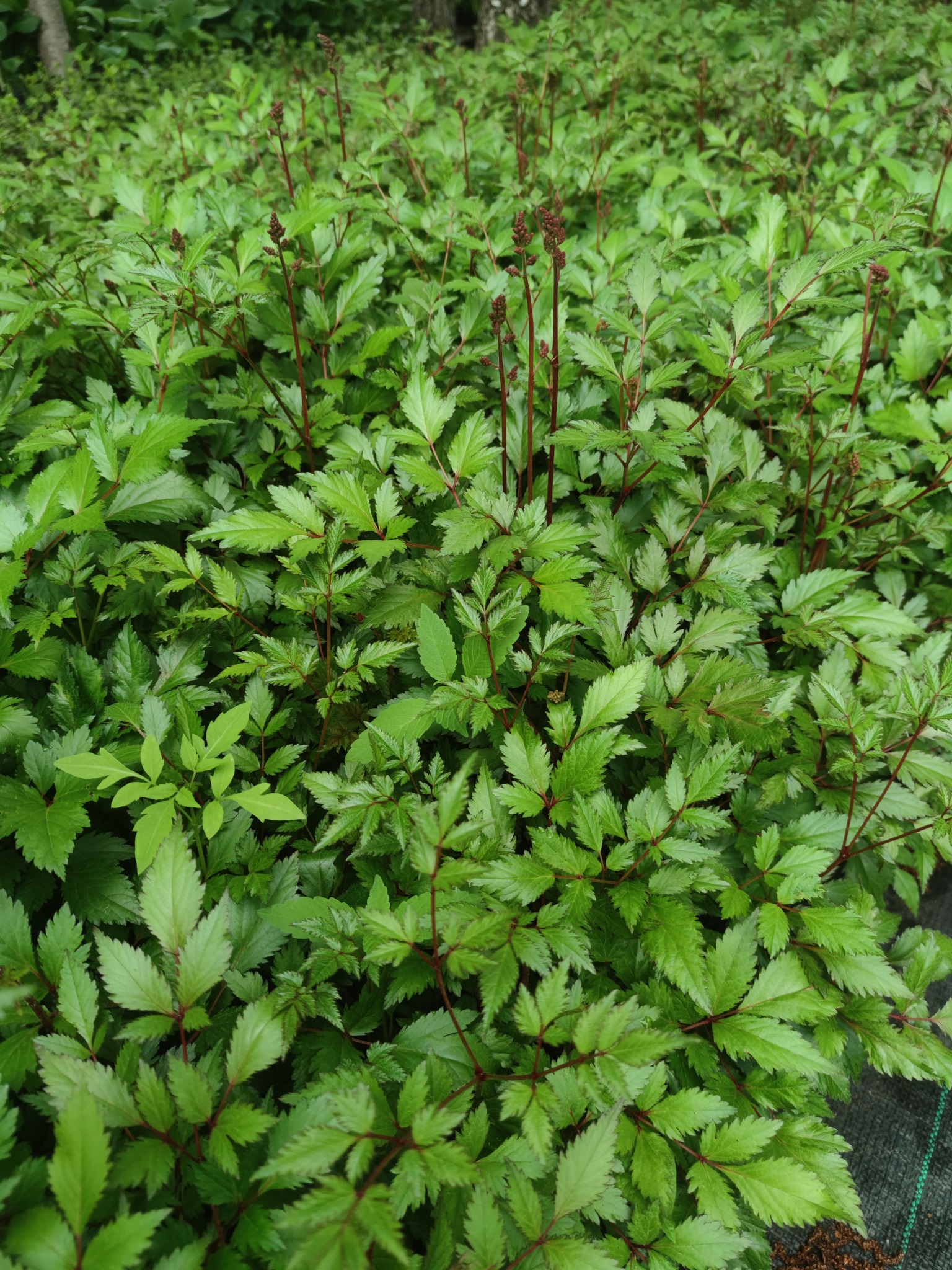 Gęste kępy zielonych krzewów z brązowymi pędami, wypełniające kadr, z fragmentem czarnej tkaniny w prawym dolnym rogu.