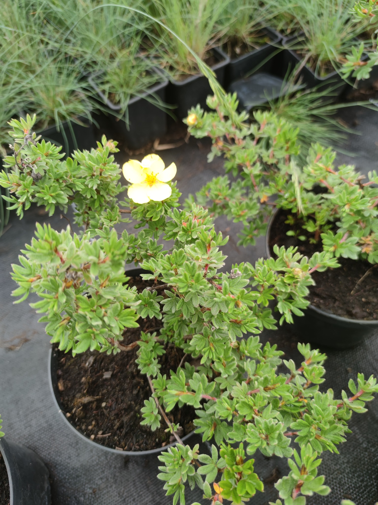 Żółty kwiat pięciornika krzewiastego (Potentilla fruticosa) w czarnej doniczce, widoczne czerwone pędy i drobne zielone listki, w tle inne rośliny w doniczkach.