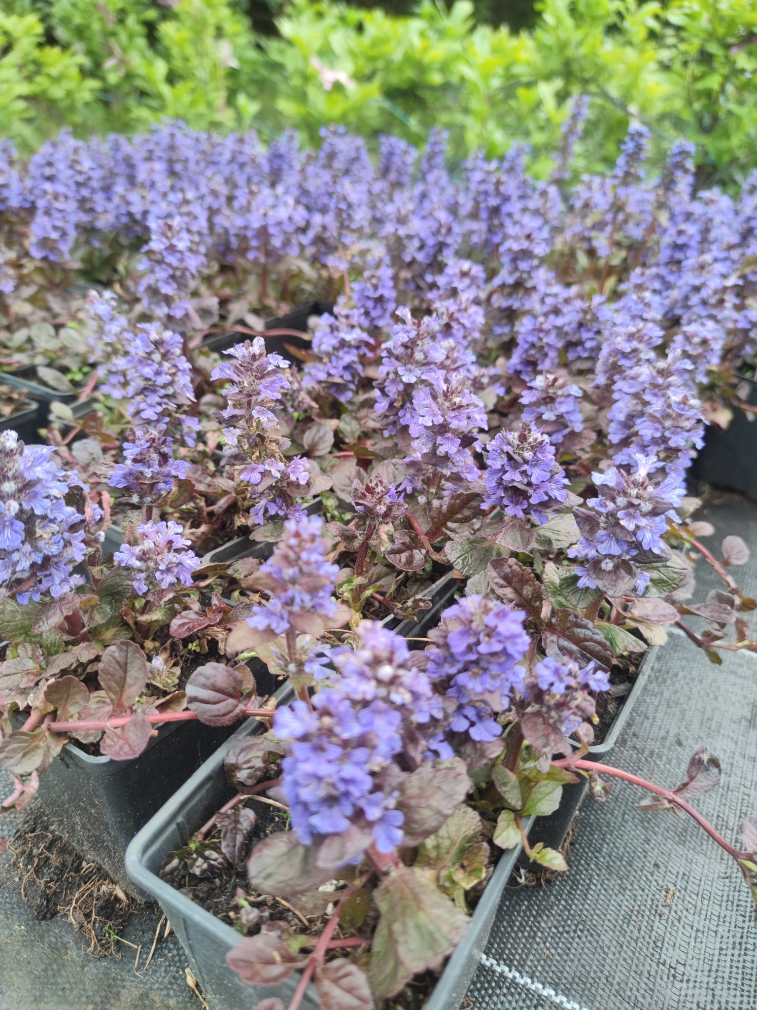 Kępy kwitnącej, fioletowej dąbrówki rozłogowej 'Atropurpurea' w czarnych, plastikowych doniczkach szkółkarskich, ustawione rzędami na szarej macie szkółkarskiej.