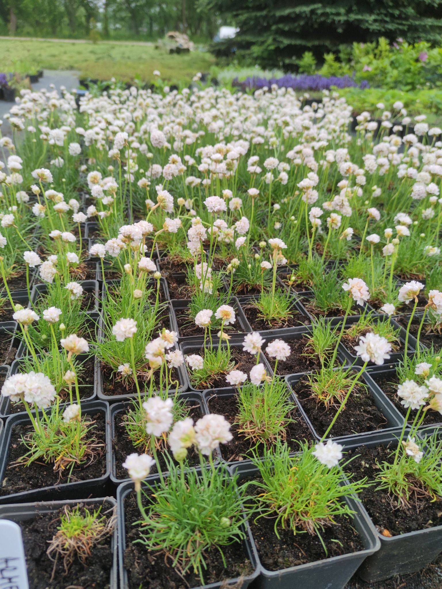 Rząd doniczek z kwitnącymi białymi goździkami morskimi, widok z góry na szkółkę roślin, z rozmazanym tłem zieleni.