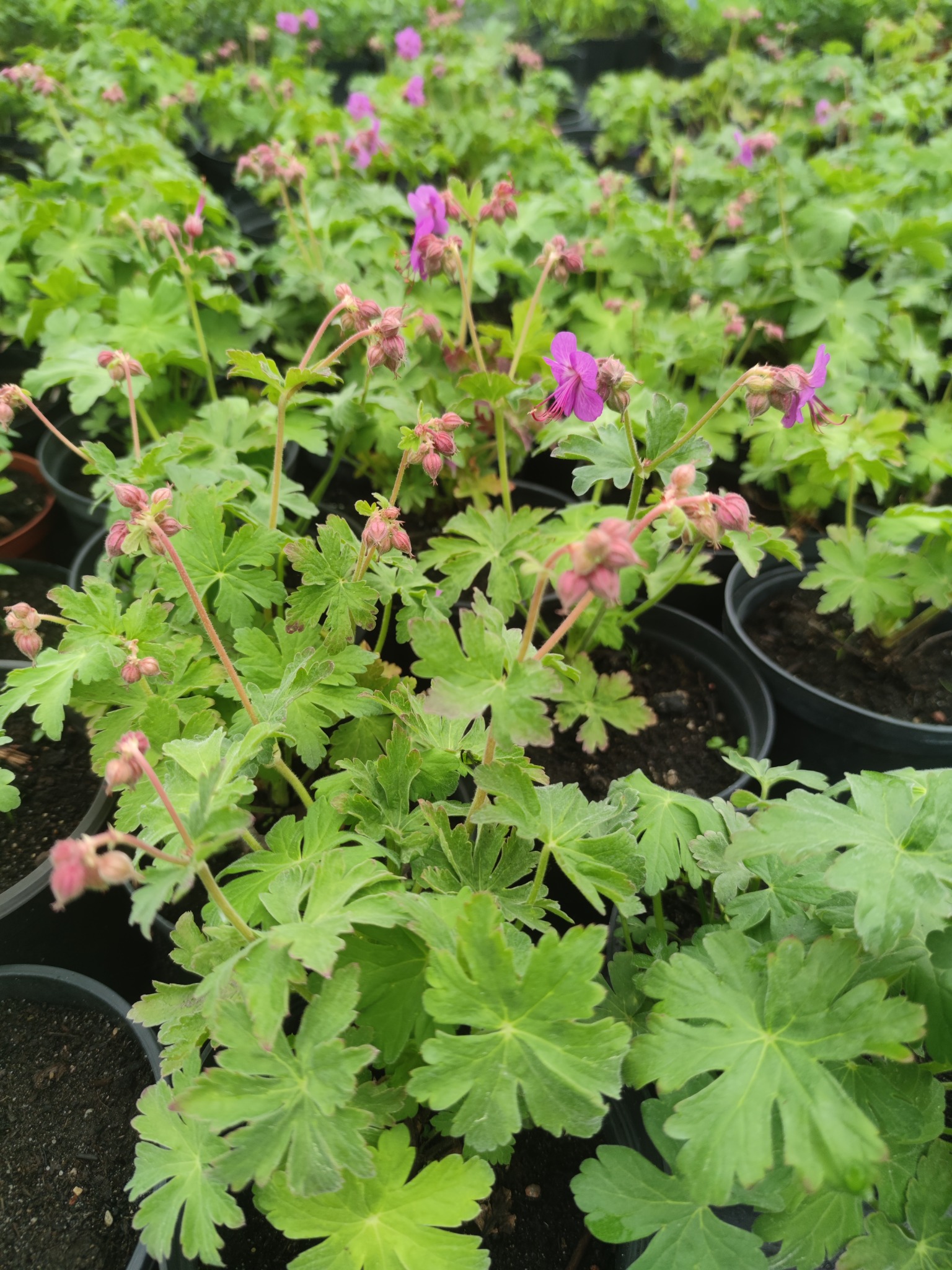 Sadzonki bodziszka w czarnych doniczkach, widoczne zielone liście i fioletowe kwiaty w pąkach i rozkwicie.