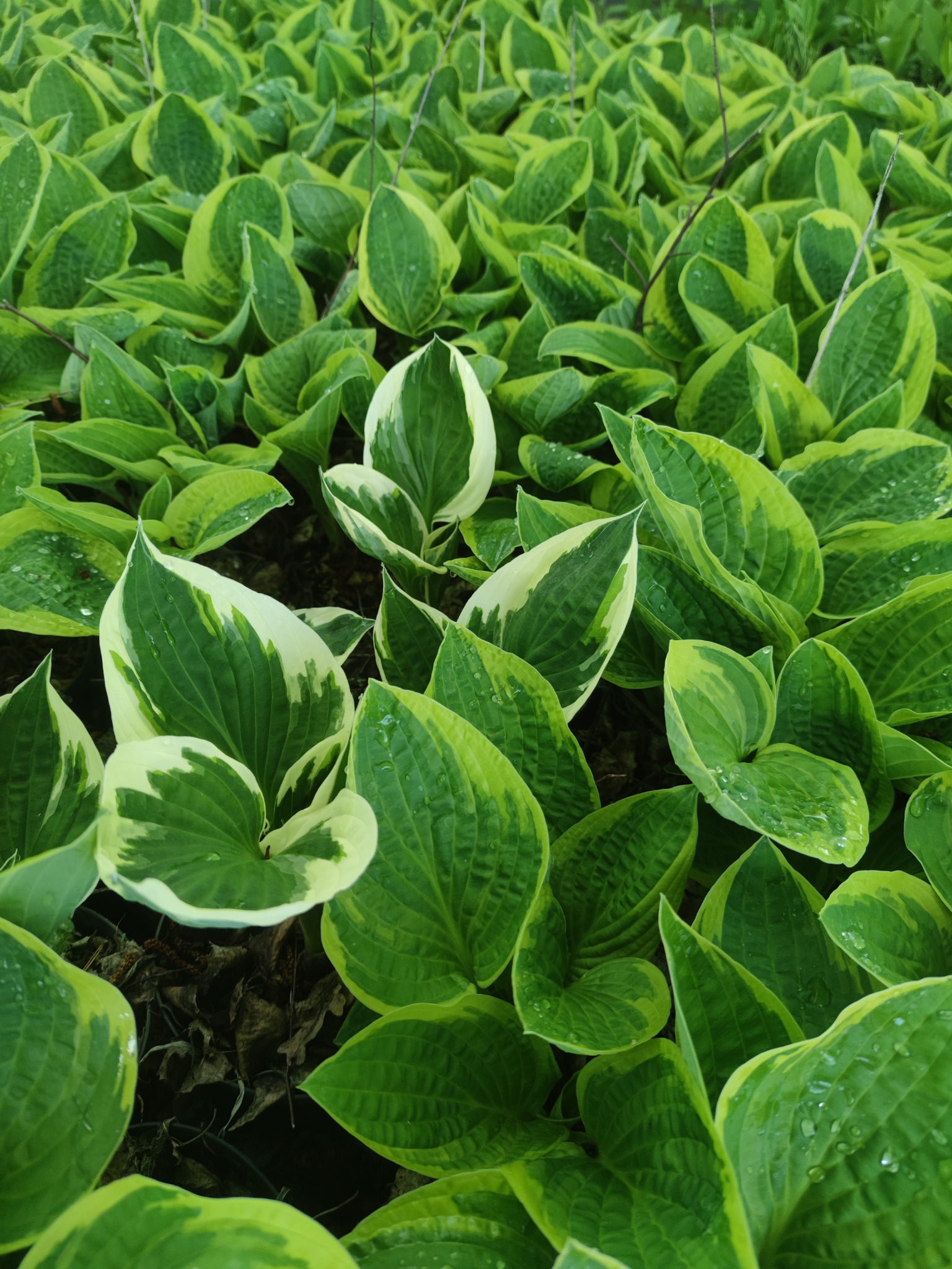 Gęste kępy funkii z zielono-żółtymi liśćmi, niektóre z białymi brzegami, pokryte kroplami wody po deszczu.