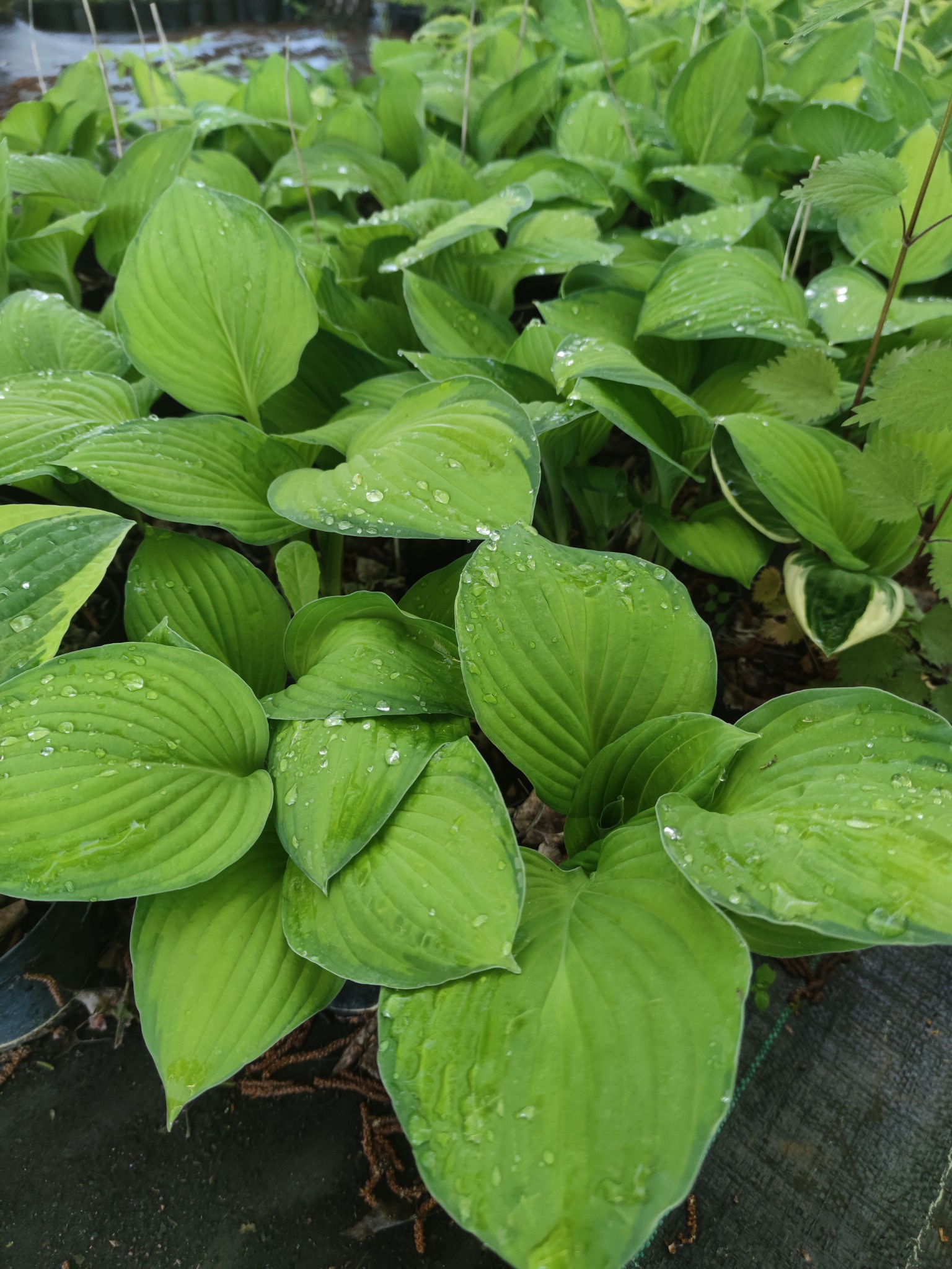 Gęsty kadr na kępy funkii z kroplami wody na liściach, widoczne liście o zielonych i zielono-białych brzegach.