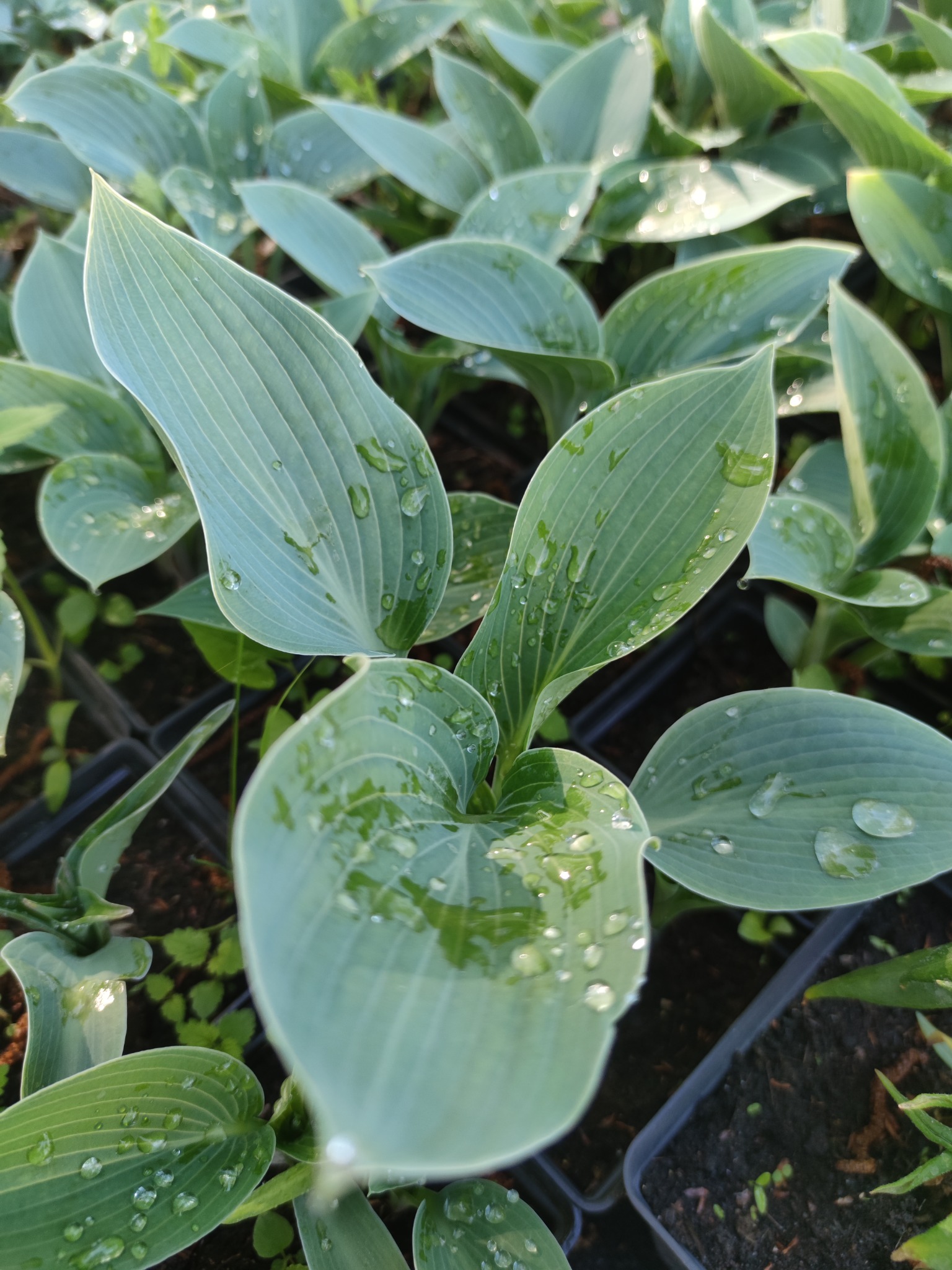 Sadzonki funkii w doniczkach, pokryte kroplami wody, widoczne charakterystyczne unerwienie liści.