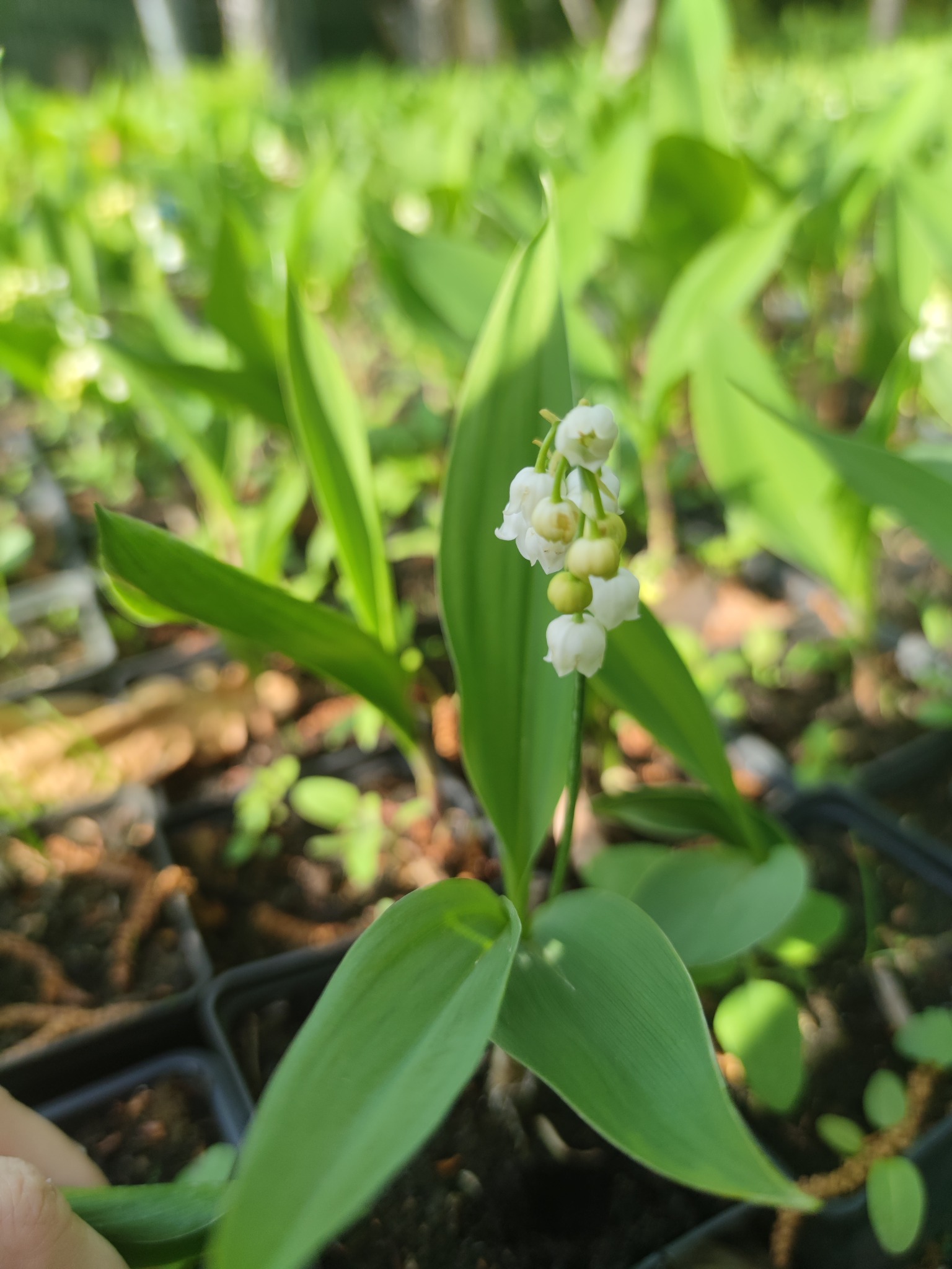Konwalia majowa w doniczce, z widocznymi pąkami i rozwiniętymi kwiatami, w tle inne sadzonki.