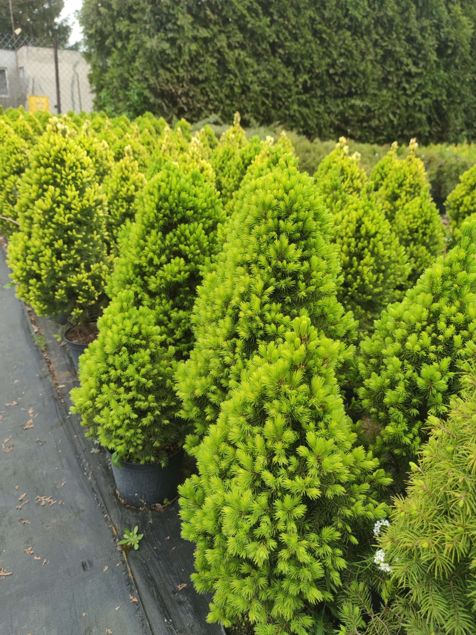 Rząd zielonych, stożkowych świerków 'Conica' w czarnych doniczkach, ustawionych na czarnej macie szkółkarskiej, z żywopłotem w tle.