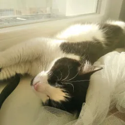 Śpiący czarno-biały kot wylegujący się na parapecie okna, otulony białą, prześwitującą firanką, z widokiem na budynki w tle.