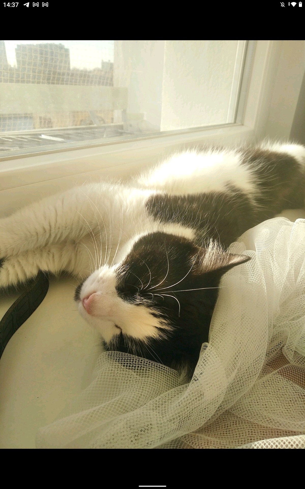 Śpiący czarno-biały kot wylegujący się na parapecie okna, otulony białą, prześwitującą firanką, z widokiem na budynki w tle.