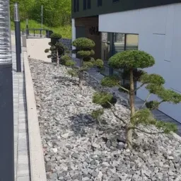 Ogród przed nowoczesnym budynkiem biurowym z trzema formowanymi drzewkami w rzędzie, wysypanym szarym żwirem, oświetlonymi lampami i zielenią w tle.