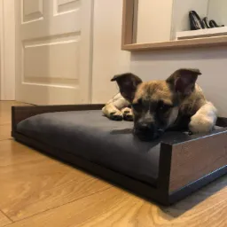 Mały piesek rasy mieszanej leży na szarym, tapicerowanym legowisku z drewnianą ramą, na tle drewnianej podłogi i białych drzwi.