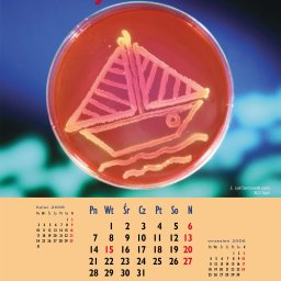 Projekt kalendarza dla firmy Merck.
