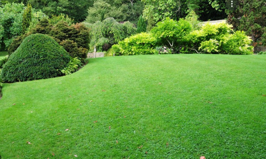 Idealnie przystrzyżony trawnik z bujną zielenią, formowane krzewy i drzewa w tle, podkreślające zadbany krajobraz ogrodu.