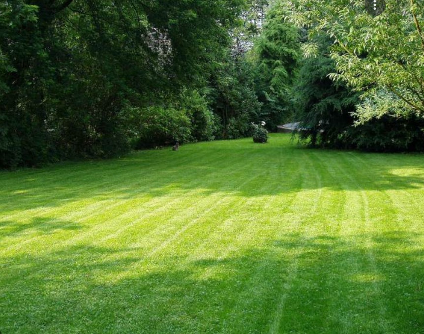 Rozległy, intensywnie zielony trawnik z wyraźnymi śladami po kosiarce, otoczony bujną zielenią drzew i krzewów w tle. Delikatne cienie drzew padają na równo przystrzyżoną trawę.
