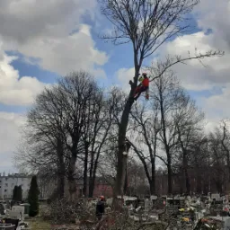 Arborysta w czerwonym kombinezonie, zabezpieczony linami, tnie gałęzie wysokiego drzewa za pomocą piły spalinowej; w tle cmentarz i budynki mieszkalne.